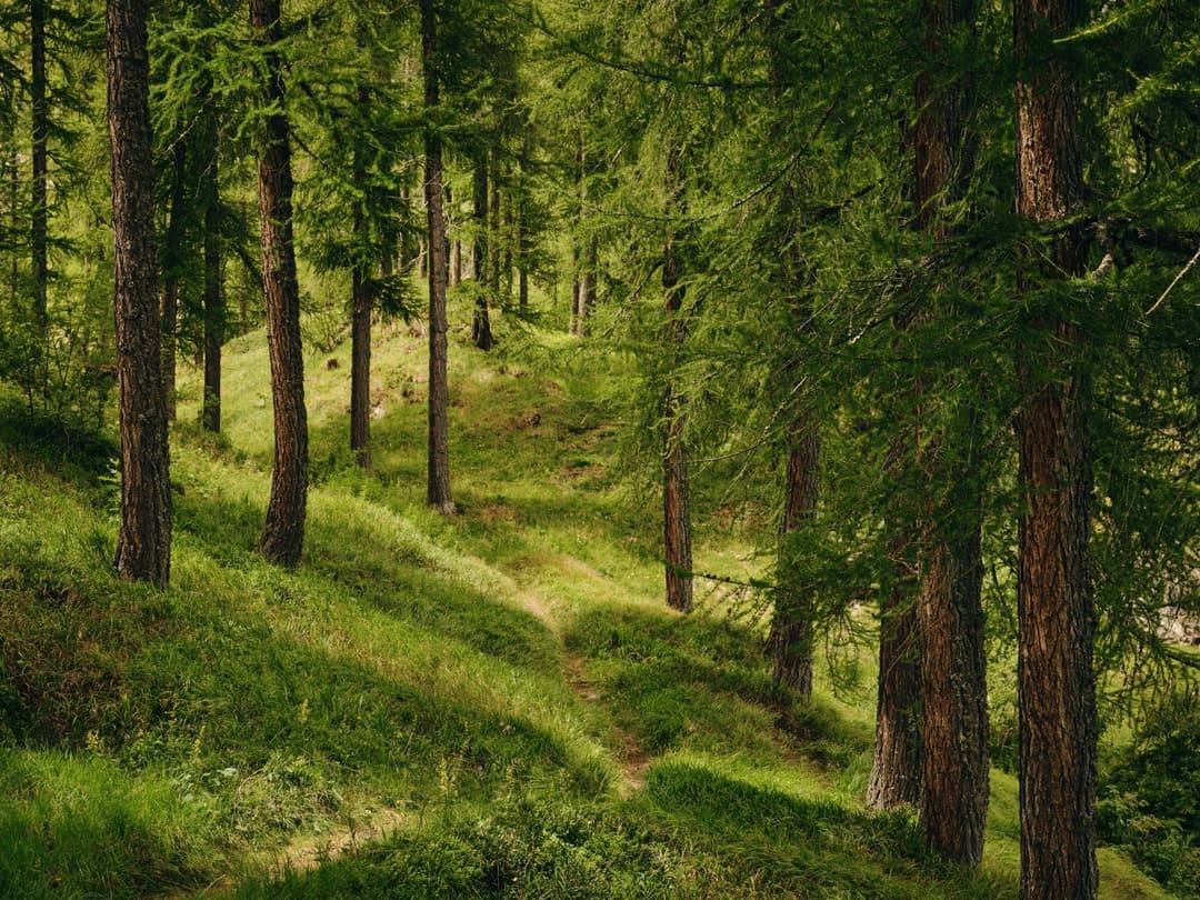 Forest landscape near Grand Hotel Kronenhof in Pontresina